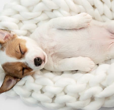 Giải mã giấc – Nằm mơ thấy chó nên đánh con gì trong lô đề